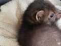 IMG-20200505-WA0013